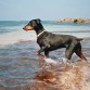 DOBERPESCAOR